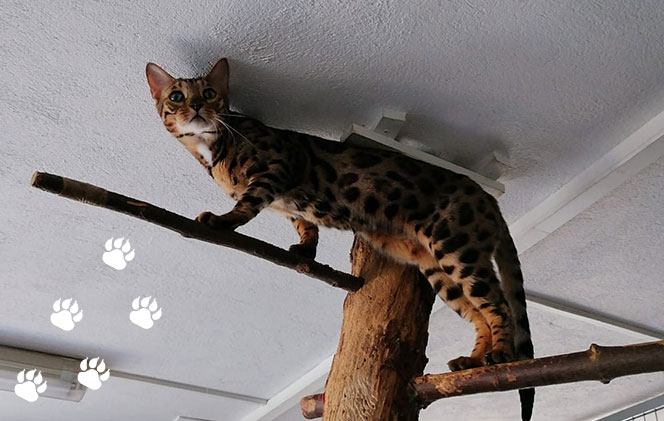 Gedor Andree - PENSION FAMILIALE POUR CHATS